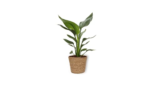 Strelitzia Reginae - Paradiesvogelblume - Luftreinigende Zimmerpflanze in braunem Korb - Höhe +/- 30cm inklusive Topf - 12cm Durchmesser (Topf) - Pflegeleicht Kein Blumen