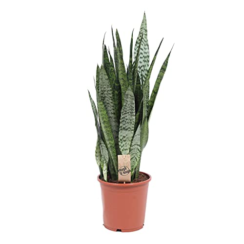 Sansevieria zeylanica | Luftreinigende Zimmerpflanze | Frauenzunge | Bogenhanf | Höhe 80-90cm | Topfgröße Ø 21 cm