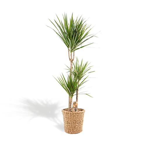 Hello Plants XXL Dracaena Marginata Mit Korb Drachenbaum 120cm hoch, 21Ø - Große Zimmerpflanze - Tropische Palme - Luftreinigende pflanze - Frisch aus der Gärtnerei