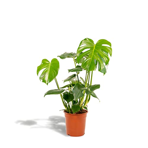 Monstera Deliciosa - Fensterblatt - 80cm hoch, ø21cm - Zimmerpflanze - Große Topfpflanze - Luftreinigend - Frisch aus der Gärtnerei