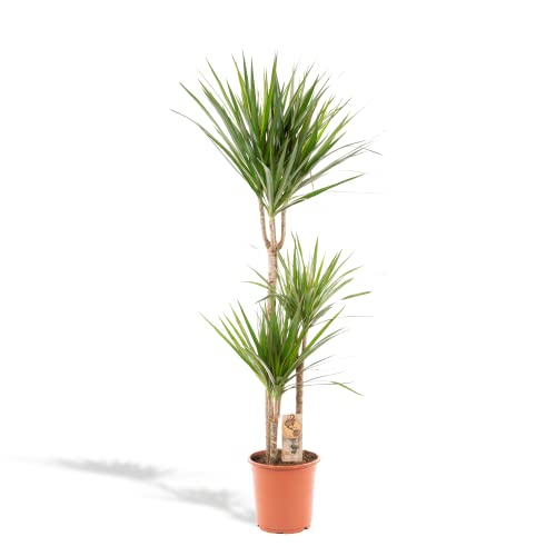 XXL Dracaena Marginata - Drachenbaum - 120 cm hoch, ø21cm - Große Zimmerpflanze - Tropische Palme - Luftreinigend - Frisch aus der Gärtnerei