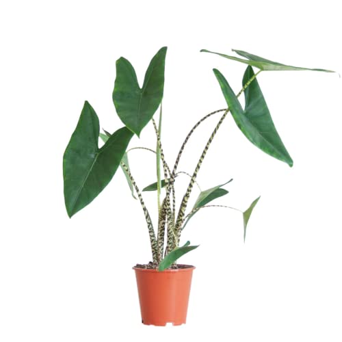 BloomPost Alocasia Zebrina - 60-70 cm Zimmerpflanzen Echt - Indoor Pflanzen für Wohnung und Büro - Pflegeleicht und Luftreinigende Pflanze - Topf Nicht Enthalten