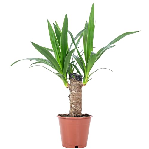 Palmlilie 1-stämmig - pflegeleichte Zimmerpflanze, Yucca Elephantipes Palme 20 - Höhe ca. 45 cm, Topf-Ø 12 cm