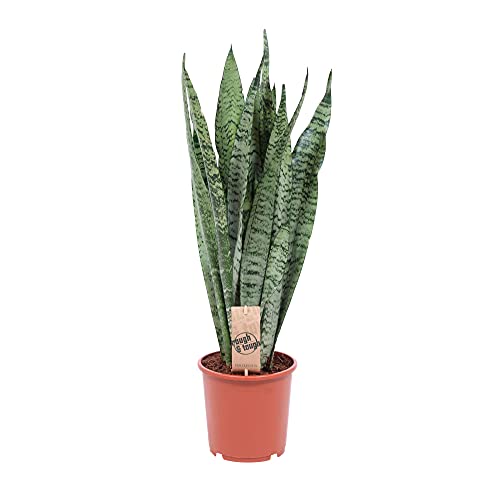 Sansevieria zeylanica | Luftreinigende Zimmerpflanze | Frauenzunge | Bogenhanf | Höhe 65-75cm | Topfgröße Ø 17 cm