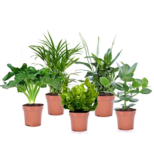 Plant in a Box - 5er Mix Grüne Luftreinigende Zimmerpflanzen - Grünpflanzen Pflegeleicht Echt - Topf 12cm - Höhe 25-40cm