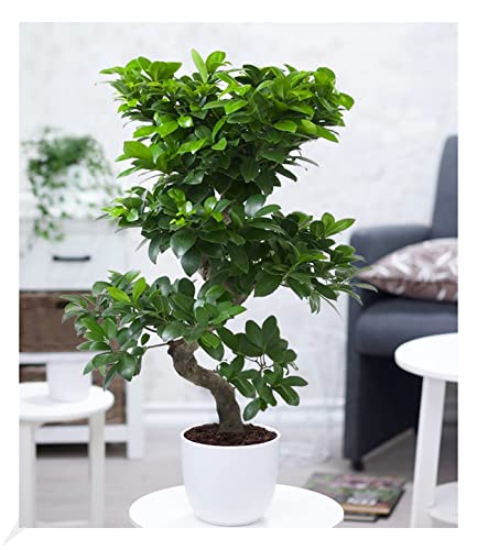 BALDUR-Garten Zimmerbonsai Ficus Ginseng ca. 60-70 cm hoch;1 Pflanze Luftreinigende Zimmerpflanze, unterstützt das Raumklima, Feigenbaum Zimmerpflanze, mehrjährig - frostfrei halten