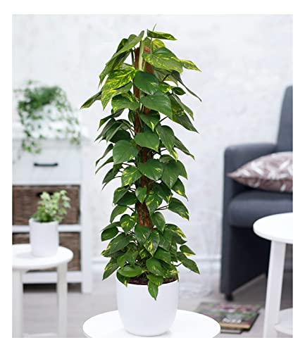 BALDUR-Garten Zimmerpflanze Efeutute am Moosstab ca. 110-120 cm hoch, 1 Pflanze, Luftreinigende Zimmerpflanze, unterstützt das Raumklima, Scindapsus, Epipremnum, mehrjährig - frostfrei halten