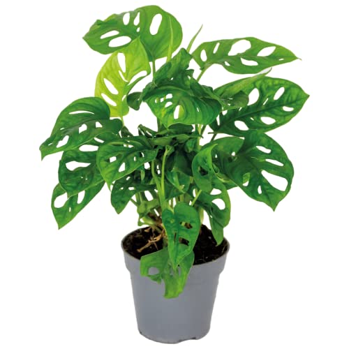 Monstera adansonii 'Monkey Leaf' - Lochpflanze - Luftreinigende Zimmerpflanzen - Monstera Pflanze - Hängepflanze echt - Kletterpflanzen Zimmer – ⌀12 cm - 20-25 cm