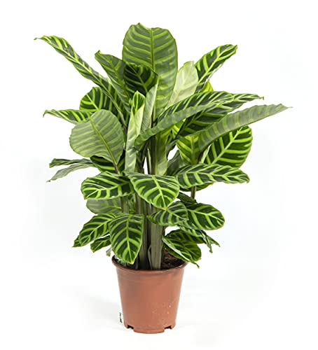 Calathea zebrina, Korbmarante, Gebetspflanze, echte Zimmerpflanze grün, 19cm Topfdurchmesser, Höhe ca. 60cm