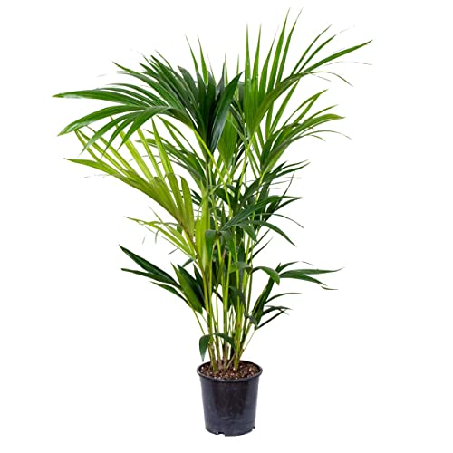 Howea Forsteriana - Kentia-Palme - Zimmerpflanze - Luftreinigend – ⌀19 cm - 90-100 cm