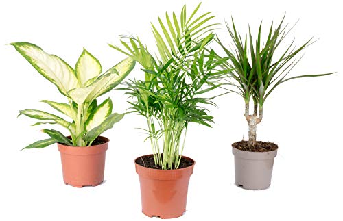 3er-Set echte Zimmerpflanzen, Chamaedorea, Dieffenbachie, Dracaena - echte Zimmerpflanze, Topf-Ø 10-12 cm