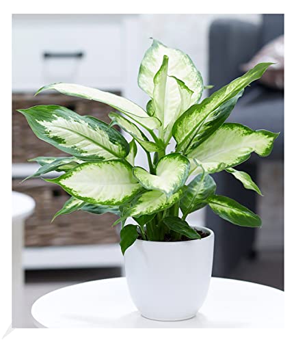BALDUR Garten Dieffenbachie Camilla, 1 Pflanze, Dieffenbachia maculata, Luftreinigende Zimmerpflanze, unterstützt das Raumklima, Grünpflanze, mehrjährig - frostfrei halten