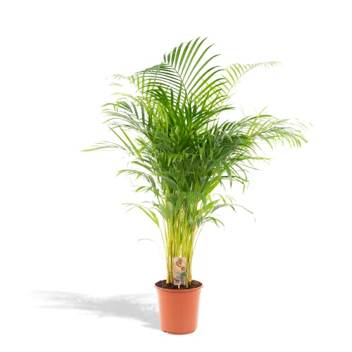 Hello Plants XXL Areca Palm Goldpalme/Dypsis Lutescens 130cm hoch, 24Ø - Große Zimmerpflanzen - Tropische Palme - Luftreinigungsanlage - Frisch aus der Gärtnerei