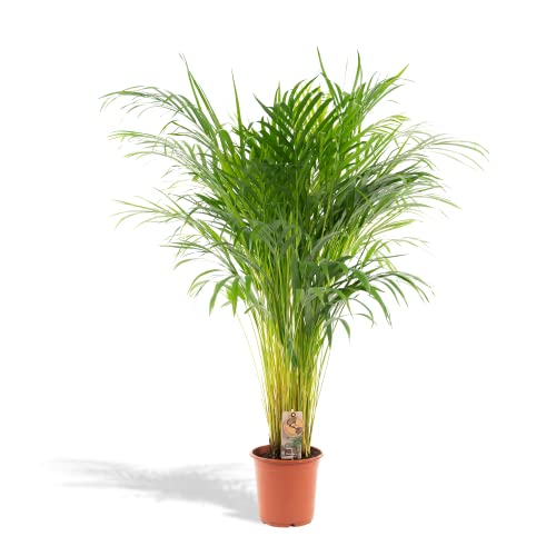 Areca Palme - Goldfruchtpalme, Dypsis Lutescens - 120cm hoch, ø21cm - Große Zimmerpflanze - Tropische Palme - Luftreinigend - Frisch aus der Gärtnerei