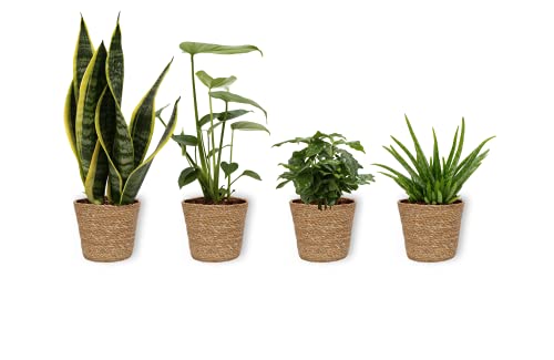 4er Set Zimmerpflanzen - Aloe Vera Clumb & Coffea Arabica & Monstera & Sansevieria - Zimmerpflanze in braunem Korb - Höhe +/- 25cm inklusive Topf - 12cm Durchmesser (Topf) - Luftreinigend - 4 Stück