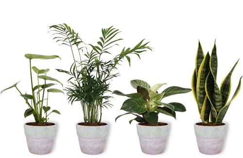 4er Set Zimmerpflanzen - Sansevieria, Philodendron, Monstera & Chamaedorea - Zimmerpflanze im lila Betontopf - Höhe +/- 25cm inklusive Topf - 12cm Durchmesser (Topf) - Luftreinigend - 4 Stück