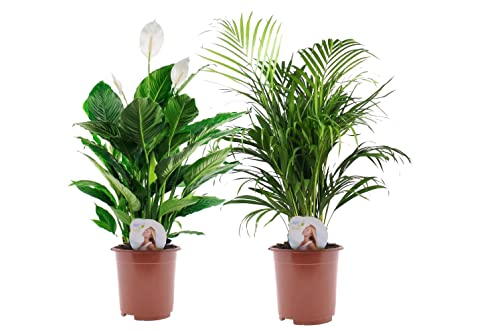 Plant in a Box - Spathiphyllum + Areca - Topf 17cm - Höhe 60-75cm - Air-So-Pure Mix - Luftreinigende Zimmerpflanzen - Einblatt Zimmerpflanze - Palme