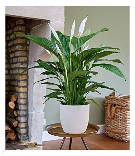BALDUR Garten Spathiphyllum | Einblatt|im 55-65 cm hoch, 1 Pflanze, Luftreinigende Zimmerpflanze, unterstützt das Raumklima, Einblatt blühende Zimmerpflanze, mehrjährig - frostfrei halten