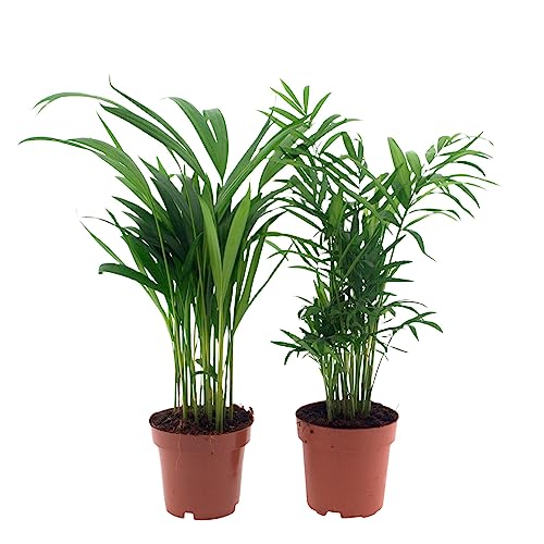 Happy Plants Zimmerpflanzen Palmen-Set 2 Stück I Graslilie & Acrea-Palme, Zierpflanze Wohnung-Pflanze Palmen-Pflanze tierfreundliche-Zimmerpflanze, luftreinigende-Pflanzen