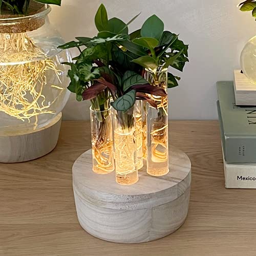 6er Hydrokultur Pflanzen Set 'New York' inkl LED | Clusia, Ctenanthe, Syngonium | Zimmerpflanzen Ökosystem im Glas | Höhe 22-30 cm | Vase 25 cm