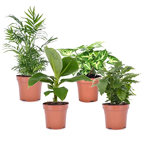 Plant in a Box - Budget-Mix aus 4 Luftreinigenden Zimmerpflanzen - Topf 12cm - Höhe 25-40cm - Musa - Chamadorea - Syngonium - Coffea