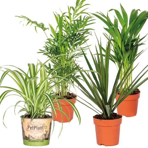 4x Luftreinigungsmischung - Echte Pflanzen für Drinnen - Zimmerpflanzen groß - Luftpflanzen echt – ⌀12 cm - 25-45 cm