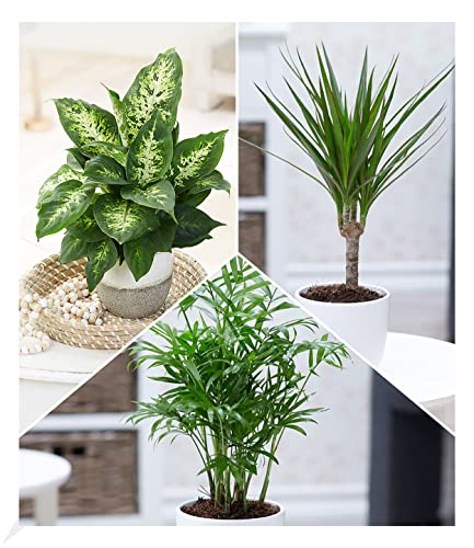 BALDUR Garten | 3er-Mix Luftreinigende Zimmerpflanzen 'Fresh Air' | Dieffenbachie, Dracena Drachenbaum und Chamaedorea Palme je 1 Pflanze, Grünpflanzen, mehrjährig - frostfrei halten