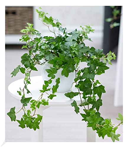 BALDUR Garten Efeu, 1 Pflanze, Luftreinigende Zimmerpflanze, unterstützt das Raumklima, Hängepflanze Hedera Helix, Grünpflanze, mehrjährig - frostfrei halten