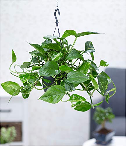 BALDUR Garten Hängepflanze Efeutute, 1 Pflanze Luftreinigende Zimmerpflanze Scindapsus