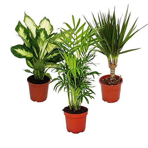 Exotenherz - Exotenherz -Zimmerpflanzen-Set - Dieffenbachia - Chamaedorrea elegans- Dracaena marginata - 3 Pflanzen - pflegeleicht - luftreinigend - 12cm Topf