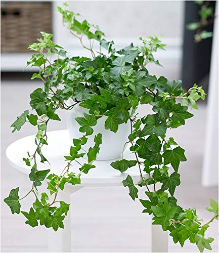 BALDUR Garten Efeu, 1 Pflanze Luftreinigende Zimmerpflanze Hängepflanze Hedera Helix