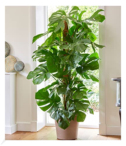 BALDUR-Garten Monstera - Fensterblatt ca. 60-70 cm hoch, 1 Pflanze, Luftreinigende Zimmerpflanze Pflegeleichte Zimmerpflanze auch für dunklere Standorte, mehrjährig - frostfrei halten