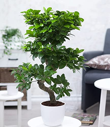 BALDUR-Garten Zimmerbonsai Ficus Ginseng ca. 70-80 cm hoch;1 Pflanze Luftreinigende Zimmerpflanze Feigenbaum Zimmerpflanze