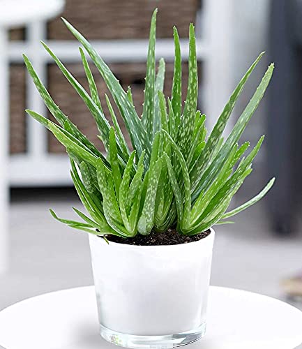 BALDUR Garten Echte Aloe Vera,1 Pflanze hoch im 12 cm-Topf, Aloe barbadensis Miller Zimmerpflanze, Luftreinigende Zimmerpflanze