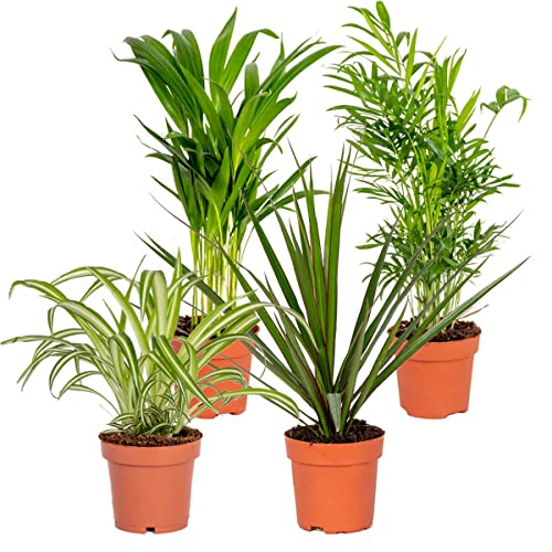 4x Luftreinigungsmischung - Zimmerpflanze – ⌀12 cm - 25-45cm