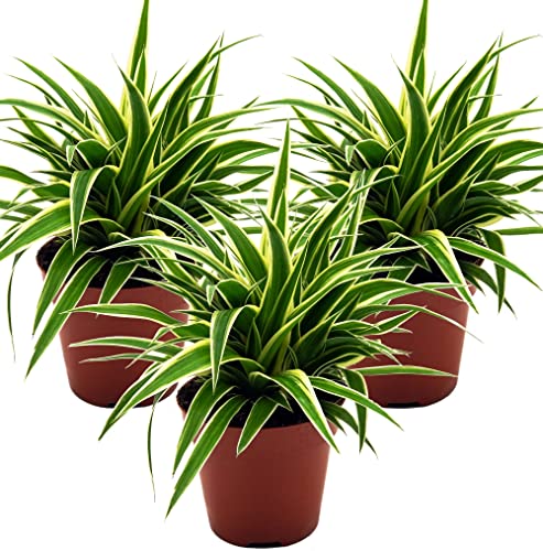 Grünlilie, (Chlorophytum comosum), luftreinigende Zimmer und Büropflanze, (3 Pflanzen je im 12cm Topf, Sorte: Ocean)