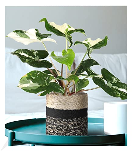 BALDUR-Garten Syngonium Albo variegata;1 Pflanze, Luftreinigende Zimmerpflanze Pflegeleichte Zimmerpflanze auch für dunklere Standorte, mehrjährig - frostfrei halten