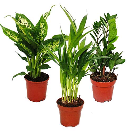 Exotenherz - Exotenherz -Zimmerpflanzen-Set - Dieffenbachia - Dypsis lutescens - Zamioculcas - 3 Pflanzen - pflegeleicht - luftreinigend - 12cm Topf